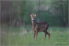 <p>SRNEC OBECNÝ (Capreolus capreolus)</p>